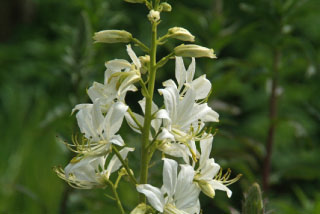Dictamnus albus 'Albiflorus' Vuurwerkplant bestellen
